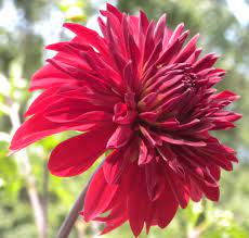 Page Not Found Dahlia Summer Plants Flowers