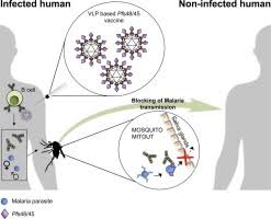 Somewhere around eleventh minute, he talks about a virus which is hidden in an image and executes when the image is about to be displayed. Improving The Malaria Transmission Blocking Activity Of A Plasmodium Falciparum 48 45 Based Vaccine Antigen By Spytag Spycatcher Mediated Virus Like Display Sciencedirect