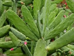 Betalains are the pigments that make the nopal cactus fruits the bright red color they are. Nopalea Cochenillifera Cochineal Nopal Cactus World Of Succulents