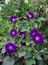 Image result for Ipomoea kituiensis