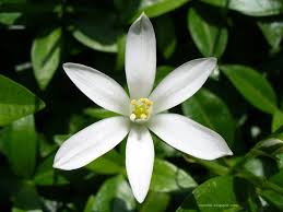 Jasmine White Jasmine Flower Jasmine Flower Jasmine Plant
