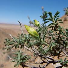 Image result for Pteronia acuminata