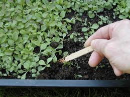 We did not find results for: How To Sow Seeds In 10 Easy Steps With Pictures Dengarden
