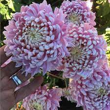 Pearl Edward Shaw Sustainable Garden Chrysanthemum Flowers