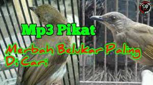 Tentu saja, karakter tersebut lebih dominan… Burung Cucak Lumut Jantan Dan Betina Jogjog Lumut Betina Lagu Mp3 Video Mp4 Download Downloadlagu76 Perubahan Bulu Atau Peranggasan Bulu Pertama Mereka Adalah Antara Umur Enam Sampai Sembilan Bulan Ethelene Maliszewski