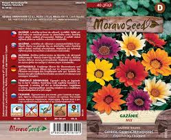 Image result for foto Gazánie