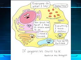 It's the cell's brain, employing chromosomes to instruct other parts of the cell. Today S Bellwork Label The Plant And Animal Cell Try To Do It Without Looking At Your Notes Ppt Download