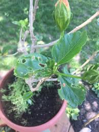 Image result for Hibiscus ludwigii