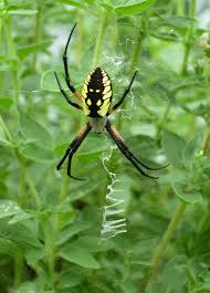 Although Our Tendency May Be To Kill Spiders Even Common Garden Spiders They Can Actually Be Very Beneficial Garden Pest Control Garden Pests Garden Spider