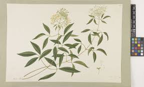 Image result for Jasminum breviflorum