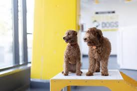 Spot on dog training offers force free training for you and your dog. Puppy Group Classes Starting January 2020 District Dogs
