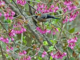 Image result for Buchnera cryptocephala