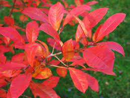 We did not find results for: Black Gum Wildfire Garden Housecalls
