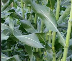 Image result for Sarcophrynium brachystachyum