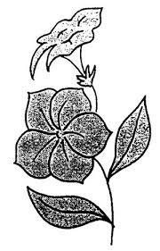Disegno di mandala facile con fiore da colorare disegni da colorare e stampare gratis. Disegni Da Colorare Fiori Con Scheda Didattica E Nomenclature Montessori Lapappadolce