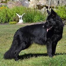 There are variants of the black color found on shepherds which include black with tan black hair will be less noticeable than the lighter colored german shepherds. 46 Best Black German Shepherd Pictures