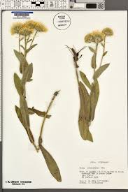 Image result for Pentanema