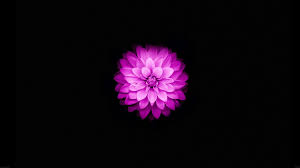 Free download high quality and widescreen resolutions desktop background images. 73 Flowers On Black Background
