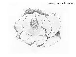 Un fir de trandafir se vinde cu un pret mediu de 5 lei/bucata iar un borcan de dulceata de trandafiri, sare de 20 de lei. Ce Frumos SÄƒ Desenezi Un Trandafir Cu Un Creion Pas Cu Pas Cum SÄƒ Desenezi Un Trandafir Cu Un Creion Pentru IncepÄƒtori