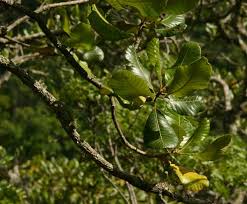 Image result for Uapaca