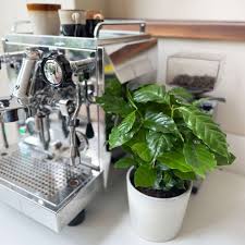 Image result for Coffea schliebenii