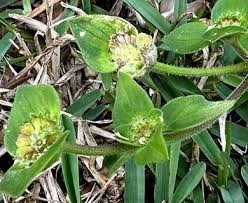 Image result for Richardia brasiliensis