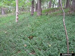 Image result for Oplismenus undulatifolius