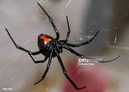 225 Fotografias E Imagens De Black Widow Spider Getty Images