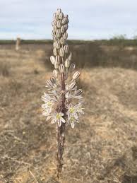 Image result for Chlorophytum macrosporum