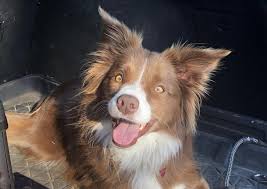11 Stunning Border Collie Colors Coat Markings Pictures Commonly merle dogs will have at least one blue eye, but in this example, due to the tan markings on the face i have recently been looking into getting a border collie puppy, and this is how i got here. 11 stunning border collie colors coat