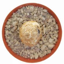 Image result for Cyphia erecta