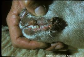 Orf's aim is to encourage voices from all quarters, geographies and gender, both those that fall in and those that question dominant narratives.orf seeks to. Asmscience Orf Virus In Sheep