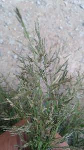 Image result for Eragrostis dinteri