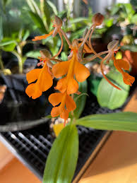 Image result for Habenaria arianae