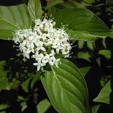 Image result for Cornaceae