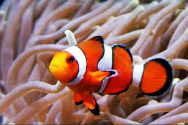 Sebuah penelitian menunjukkan bahwa memelihara ikan hias mampu pilihlah ikan yang mudah dipelihara, jenis ikan hias air tawar lebih mudah perawatannya dibandingkan dengan jenis ikan hias air laut. Inilah Daftar Makanan Ikan Nemo Air Tawar Dan Laut