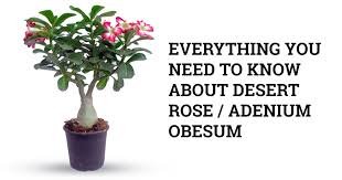 Maybe you would like to learn more about one of these? Desert Rose Adenium Obesum Plant Care Guide