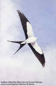 Local Birds Of Central Florida Kite Tail