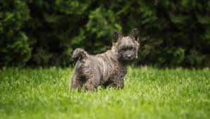 Image result for cairn teriér