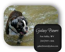Individuals & rescue groups can post animals free. Download Boxer Puppies For Sale In Pa Olde English Bulldogge Png Image With No Background Pngkey Com