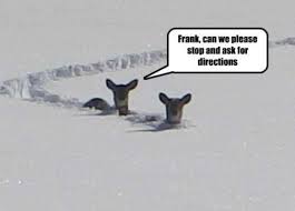 Image result for animal comics