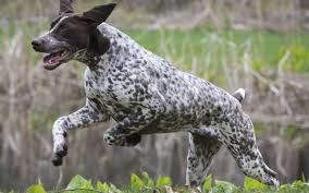 The german shorthaired pointer is either square or slightly longer than like people, dogs are individual: German Shorthaired Pointers 10 Fun Facts About These All Around Dogs German Shorthaired Pointer Black German Shorthaired Pointer German Shorthaired Pointer Dog