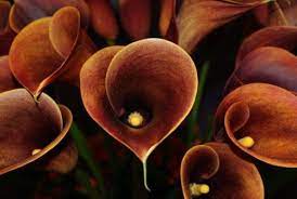 Pin By Charmaigne Troutt Jenkins On Brown Brown Flowers Calla Lillies Beautiful Flowers