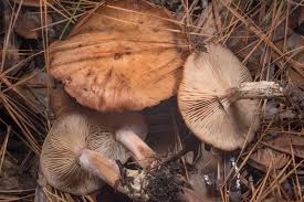 Image result for Bulbostylis hensii