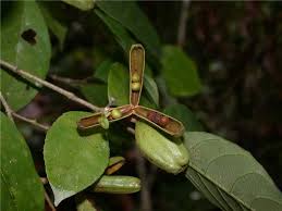 Image result for Rinorea brachypetala