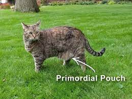 Have You Noticed That Your Cat Has A Saggy Belly It S Actually Normal The Technical Term For This Belly Flap Which Can Of Primordial Pouch Cats Cat Anatomy