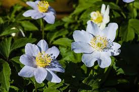 Image result for Vepris drummondii