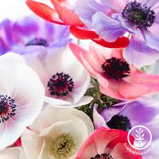 Image result for Anemone transvaalensis