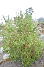 Image result for Fabiana imbricata