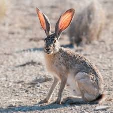Jackrabbit With Backlit Ears Big Bend National Park Texas Jack Rabbit Rabbit Anatomy Rabbit Pictures